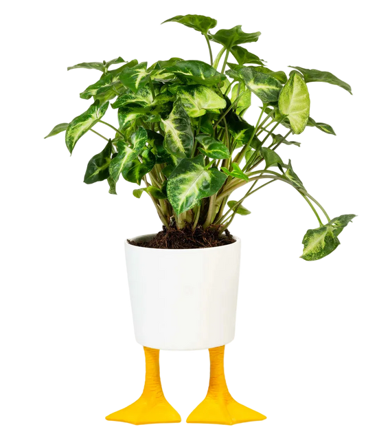 Macetero Patas de pato