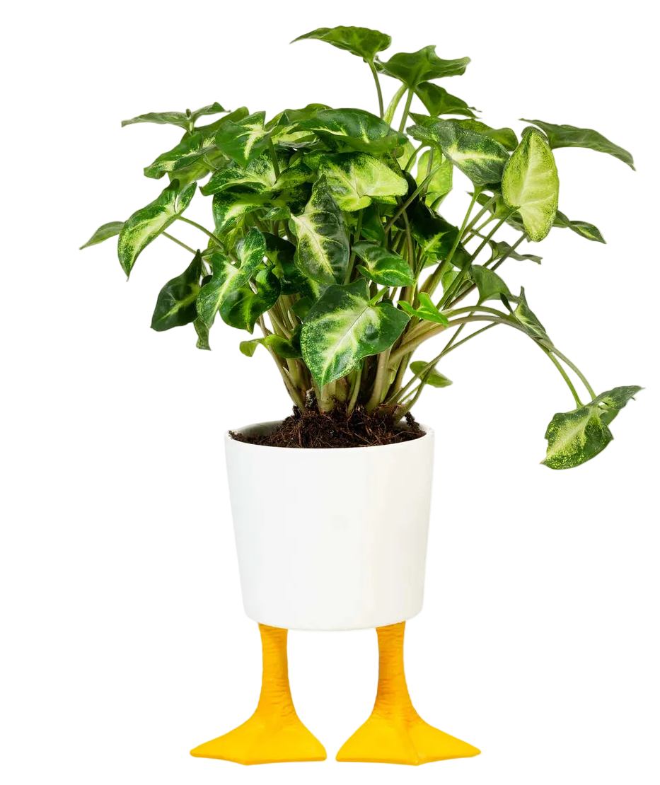 Macetero Patas de pato