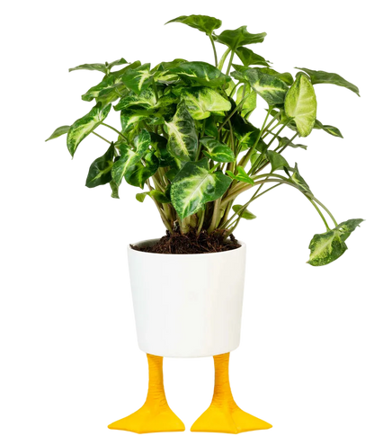 Macetero Patas de pato